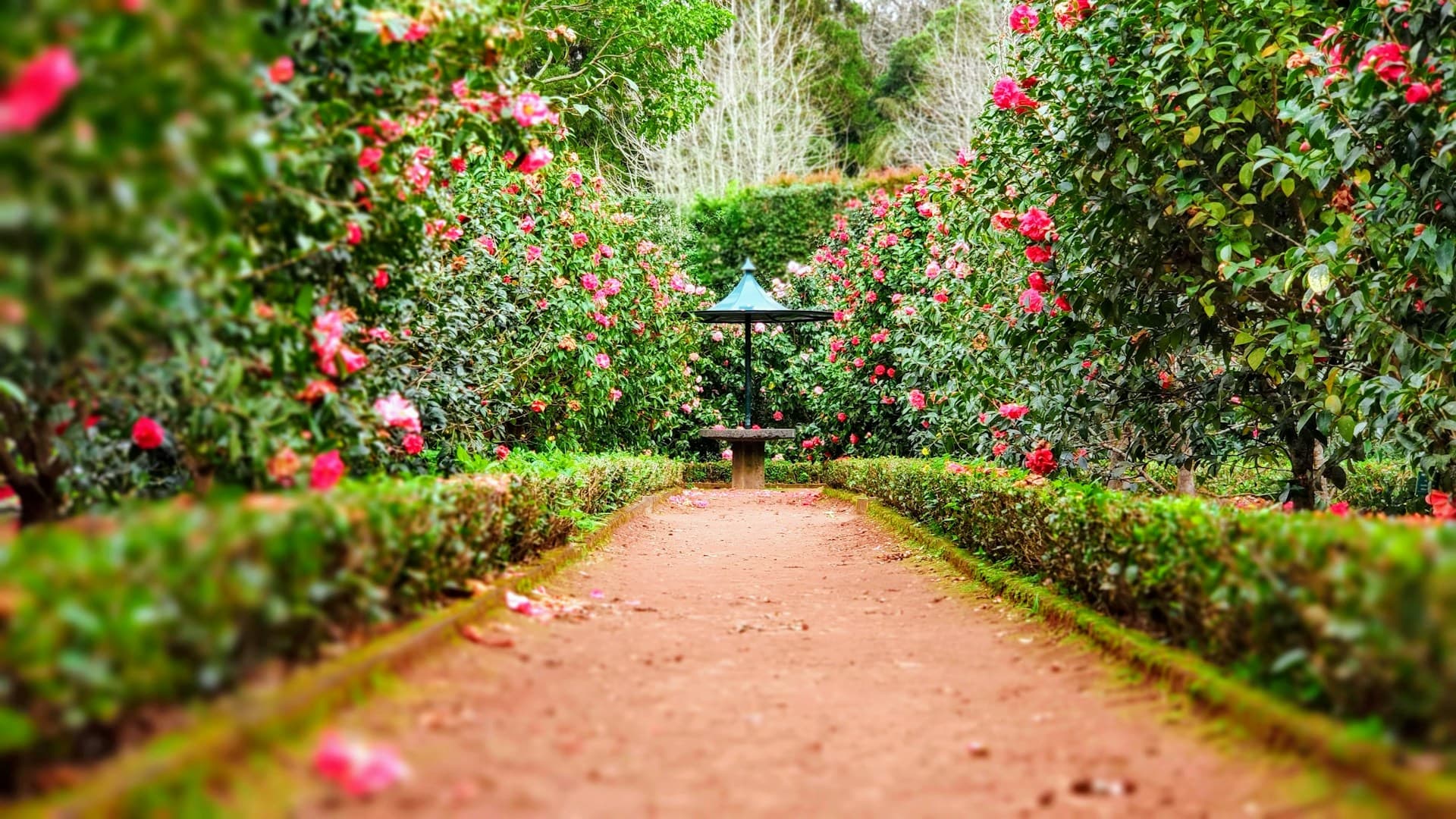 Beautiful garden pathway lined with lush green hedges and blooming roses
