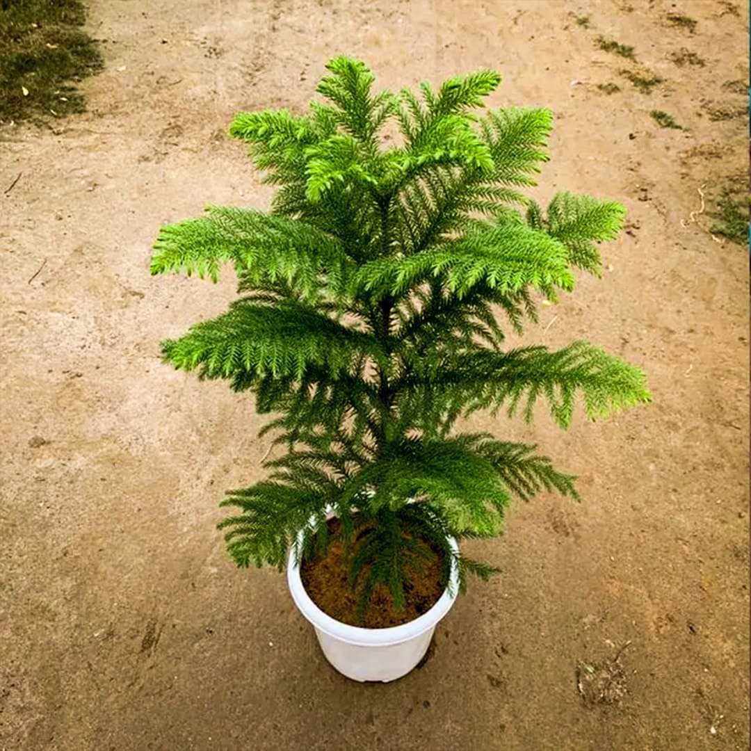 Araucaria
