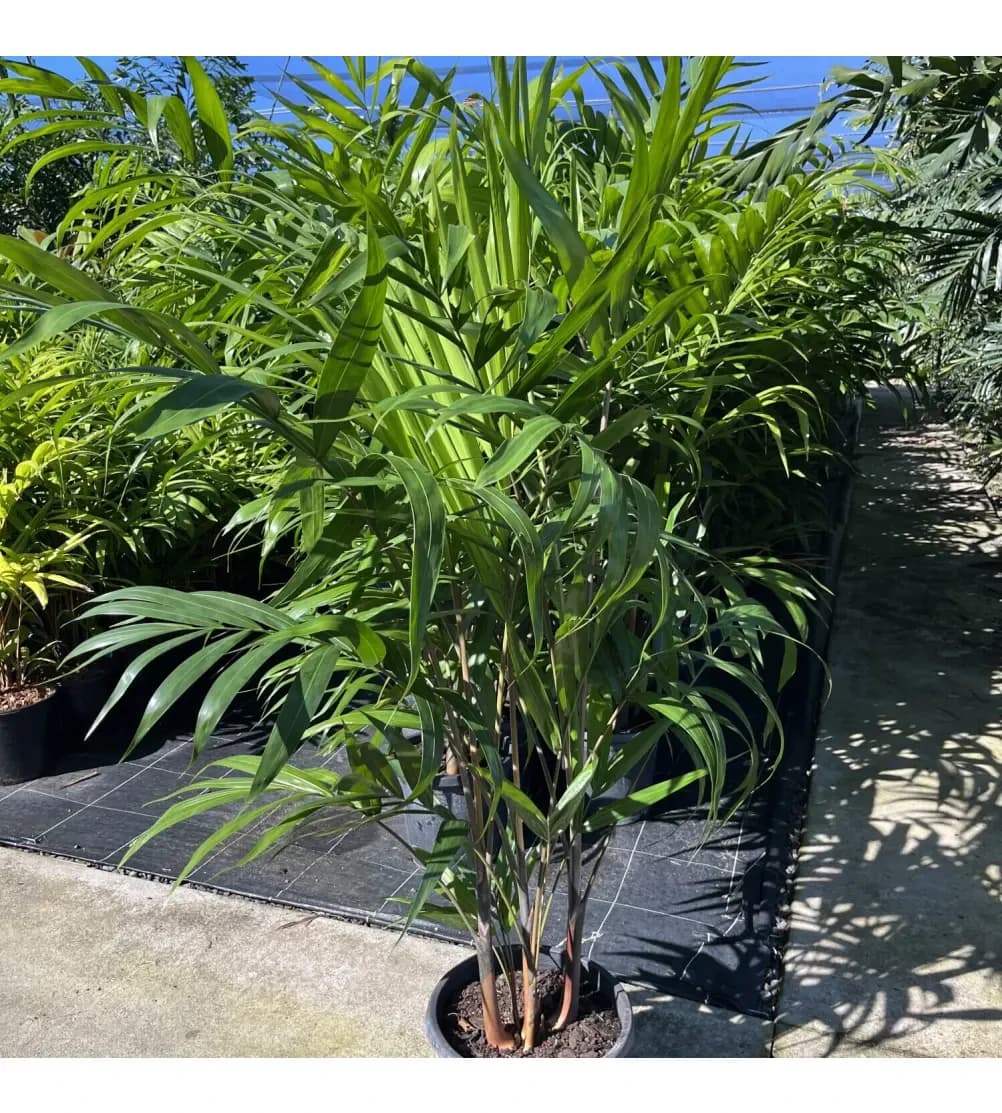 Cane palm+ (Areca palm)+ Golden palm