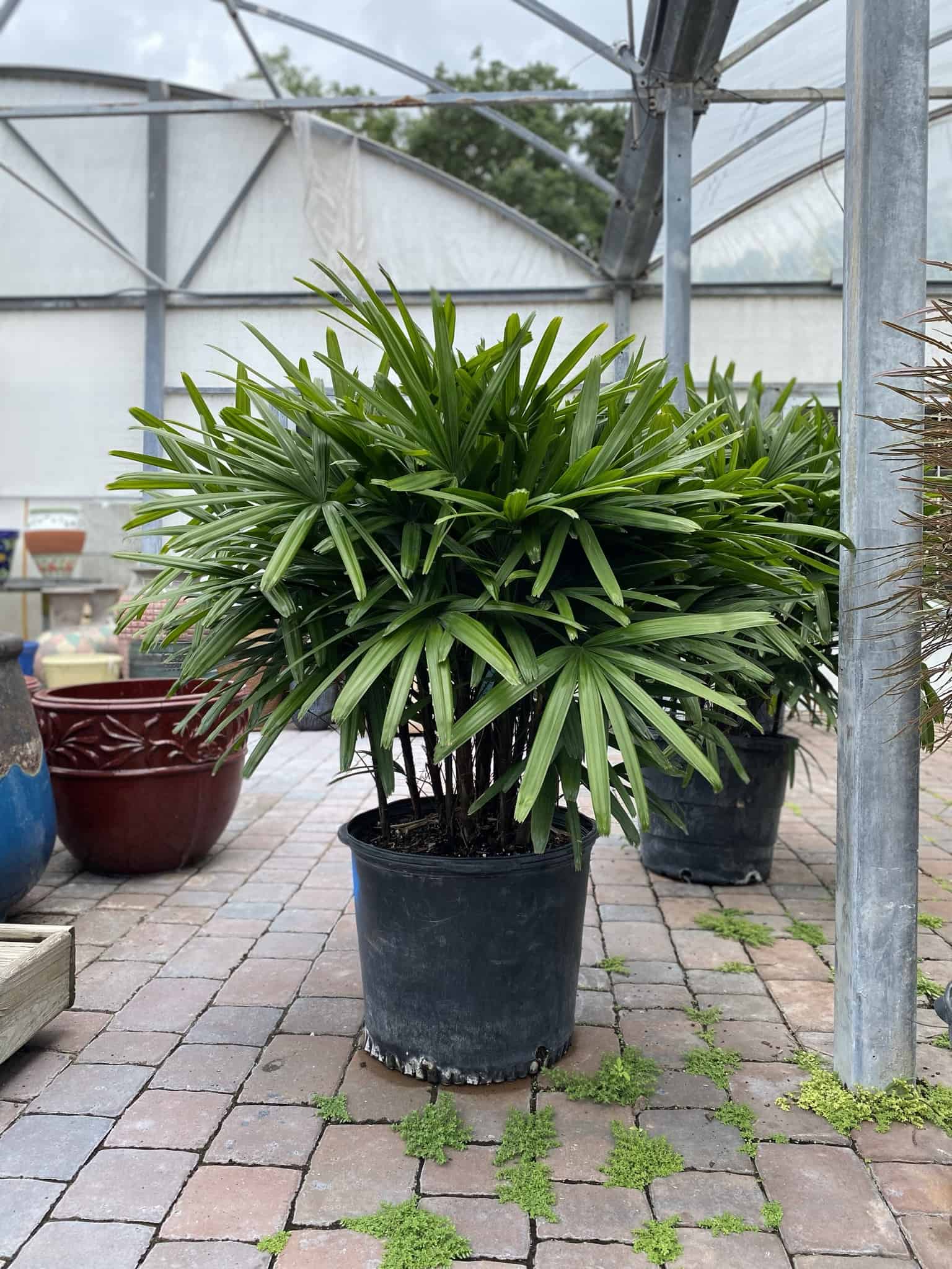 Lady palm