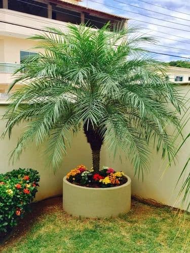 Phoenix Date palm(capper)